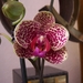 Phalaenopsis hybride