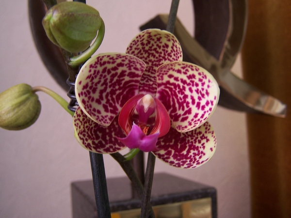 Phalaenopsis hybride