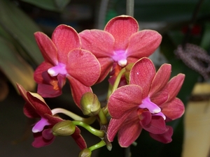 Phalaenopsis Hybride