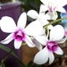 Dendrobium