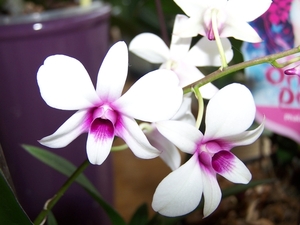 Dendrobium