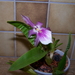 Miltonia spectabilus