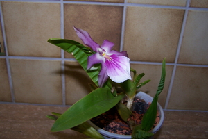 Miltonia spectabilus