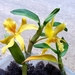 Dendrobium nobile stardust