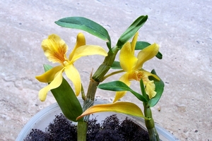 Dendrobium nobile stardust