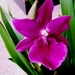 Miltonia hybride