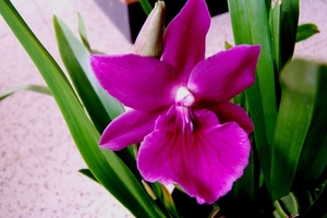 Miltonia hybride