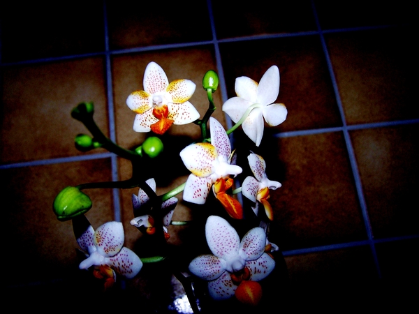 Phalaenopsis mini hybride.