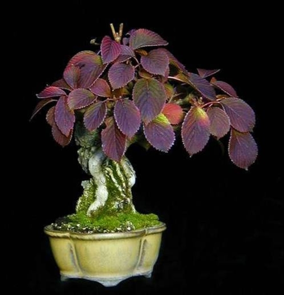 Bonsai8