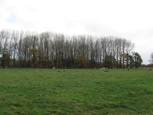 Pikkerie-bos van Aa nov 001