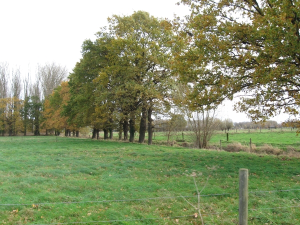 Pikkerie-bos van Aa nov 002