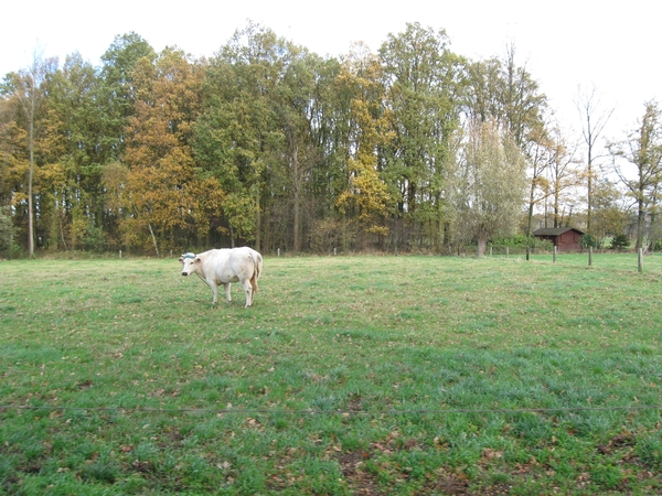 Pikkerie-bos van Aa nov 009