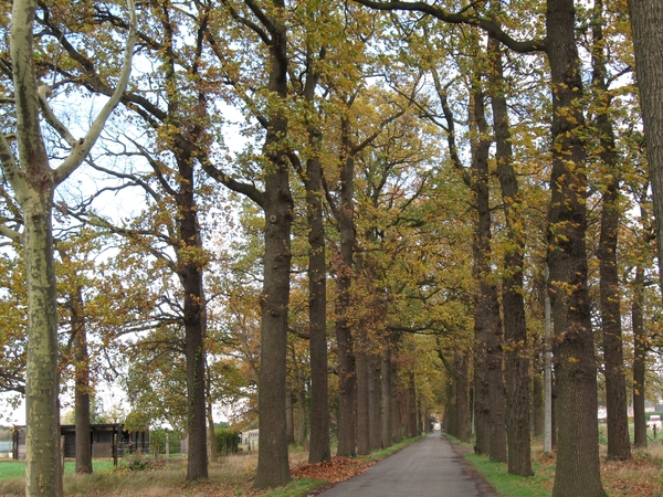 Pikkerie-bos van Aa nov 012