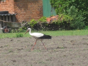 Ooievaars aan huis 2011 007