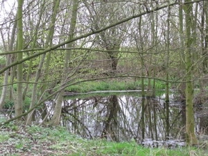 aprilse bosbloem 005