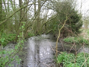 aprilse bosbloem 013