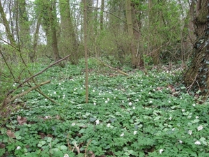 aprilse bosbloem 020