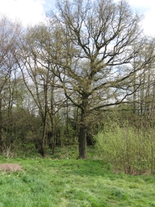 Rennekouter half april 018