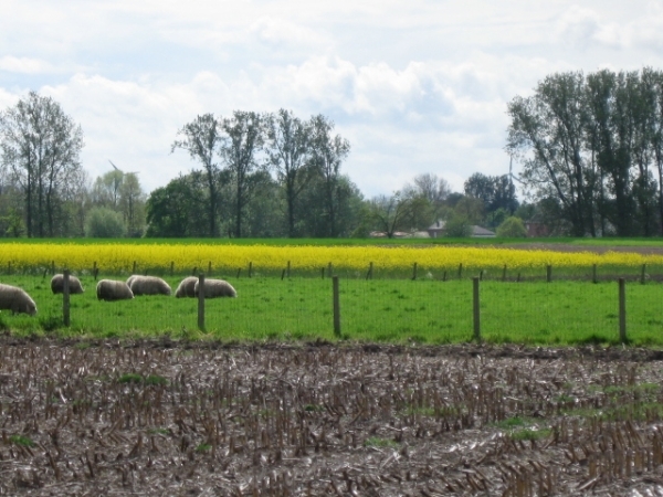 Sint-Rombouts en kapelletjes in Mei 027