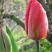 beste tulpen 002