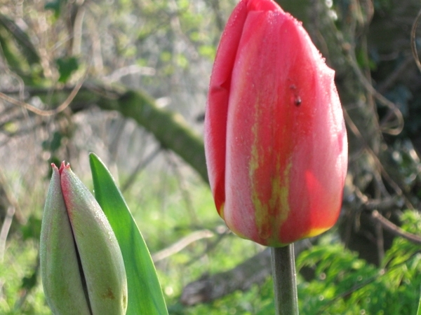 beste tulpen 002