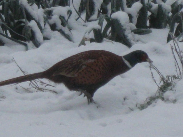 vogels in dewinter 001