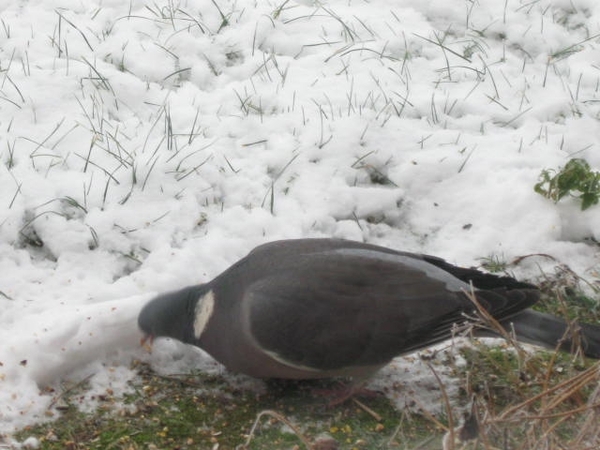 vogels in dewinter 004