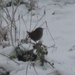 vogels in dewinter 003