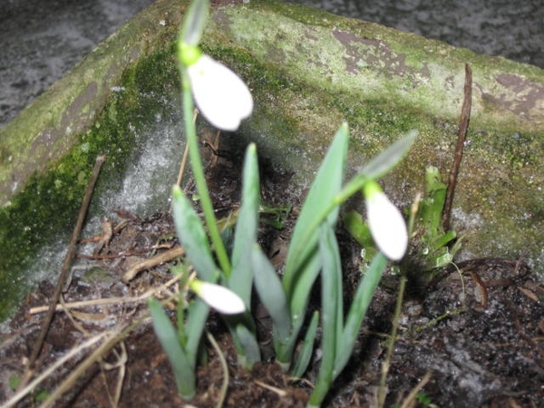 Sneeuwklokjes 29 1 2009 008