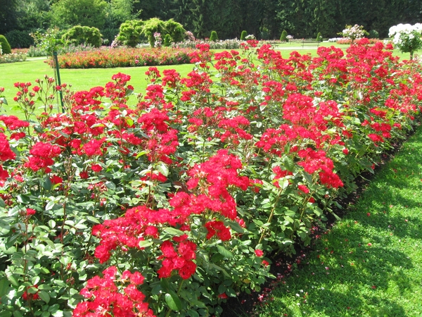 Dag van de mantelzorg Vrijbroekpark 020