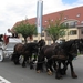 Sint-Paulus paardenprocessie Opwijk 08 022