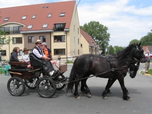 Sint-Paulus paardenprocessie Opwijk 08 032