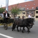 Sint-Paulus paardenprocessie Opwijk 08 039