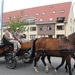 Sint-Paulus paardenprocessie Opwijk 08 048