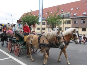 Sint-Paulus paardenprocessie Opwijk 08 053