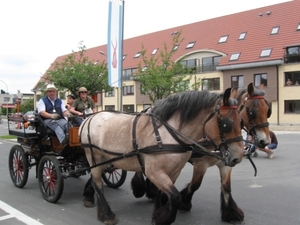 Sint-Paulus paardenprocessie Opwijk 08 055