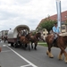 Sint-Paulus paardenprocessie Opwijk 08 056