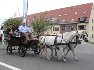 Sint-Paulus paardenprocessie Opwijk 08 061