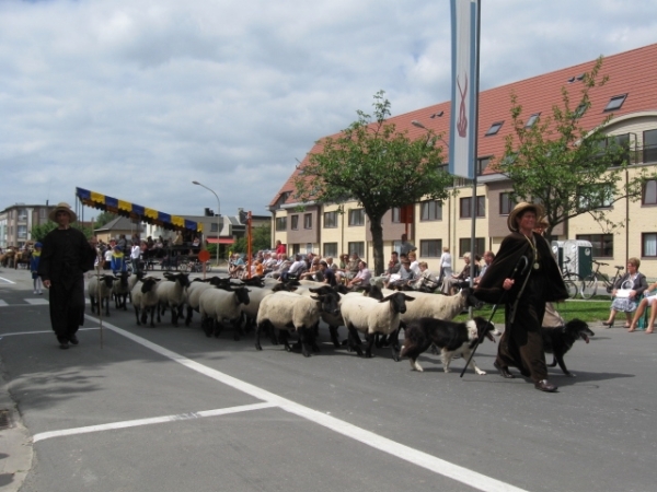 Sint-Paulus paardenprocessie Opwijk 08 105