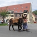 Sint-Paulus paardenprocessie Opwijk 08 108