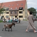 Sint-Paulus paardenprocessie Opwijk 08 113