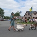 Sint-Paulus paardenprocessie Opwijk 08 114