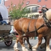 Sint-Paulus paardenprocessie Opwijk 08 190