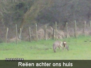 reen achter ons huis