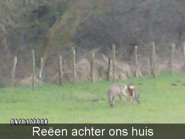 reen achter ons huis
