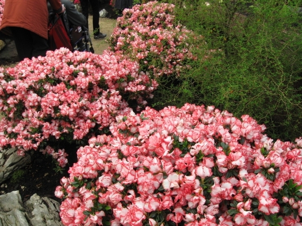 koningklijke serres van Laken 019