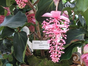 koningklijke serres van Laken 034