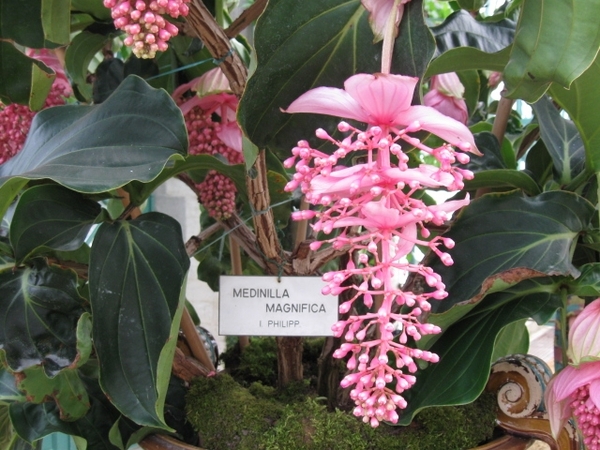 koningklijke serres van Laken 034