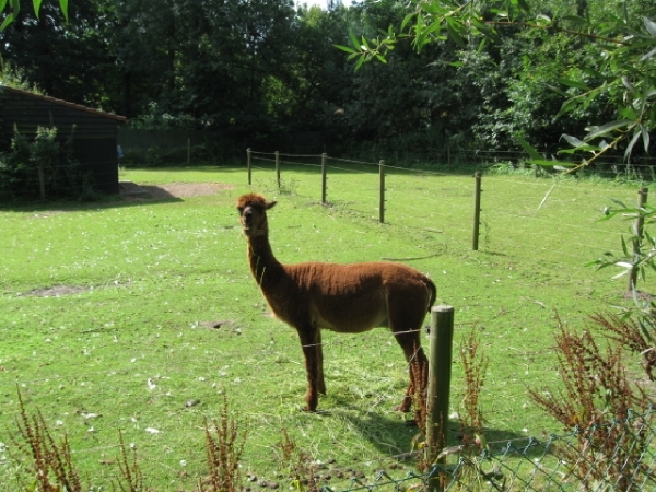 Mechelen-Muizen-Plankendael 053