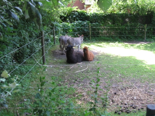 Mechelen-Muizen-Plankendael 055